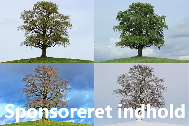 Fire billeder af det samme træ vist for hver af de fire årstider